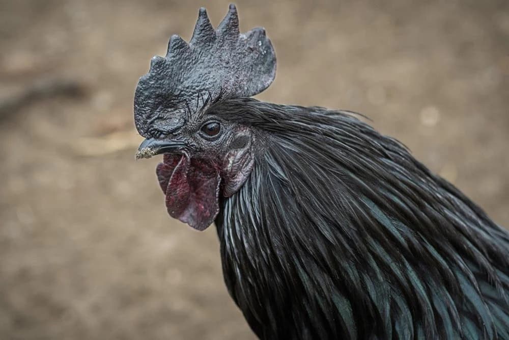 Ayam cemani