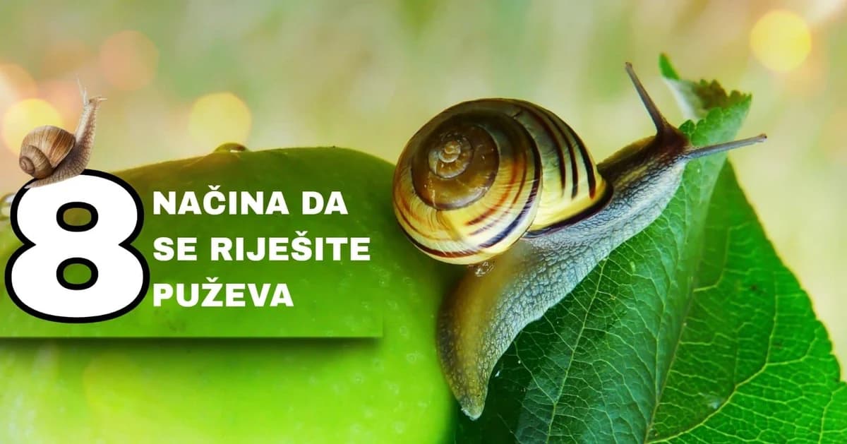 puževi u bašti