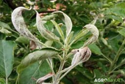 Pepelnica jabuke - Kako zaštiti jabuku od ove bolesti