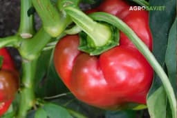 Kako pravilno zalivati papriku: Savjeti za uspješnu proizvodnju