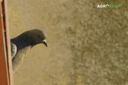 Zašto golubovi izbjegavaju bijelu boju i kako to iskoristiti da spasite cvijeće i baštu?