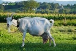 Specifičnosti ovčjeg i kozjeg mlijeka