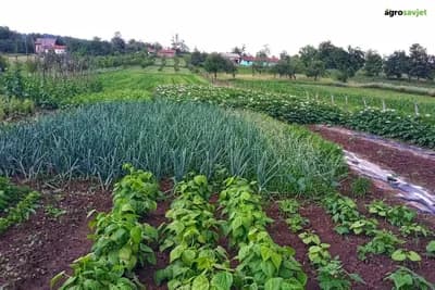 5 ključnih koraka za proljetenu prirpemu zemljišta - Ne preskačite ih ako želite rod