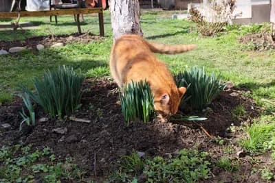 Zašto mačka mokri u cvijeće i kako to spriječiti?