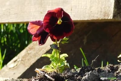 Kako pripremiti zemlju za sadnju cvjetova u februaru i martu: Korak po korak