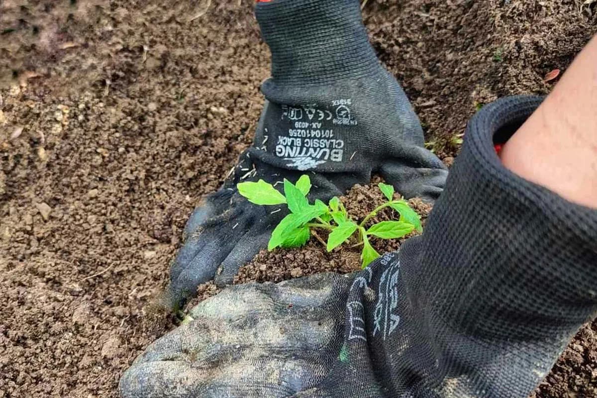 Ovo nikako nemojte sijati u februaru: Prerana sjetva donosi slabiji prinos