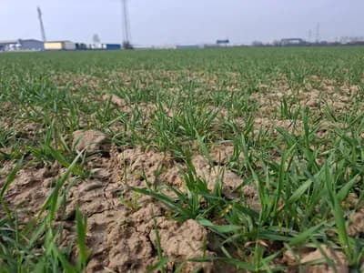 Poskupljuje đubrivo: "Ne daju nam prići ni u apoteku ni u banku"