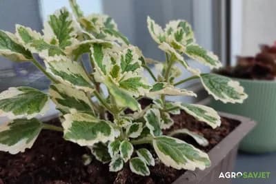 Ukrasna biljka koja tjera komarce, miriše i ne traži skoro nikakvu njegu