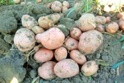 Spas za krompir bez prskanja: Ove biljke ga prirodno štite, a pogrešne mu uništavaju rod