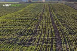 Uticaj niskih temperatura na strna žita: Trenutno stanje usjeva i sjetva jarih strnina