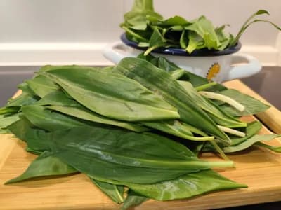 Srijemuš u bašti: Ljekovit, otporan i koristan za druge biljke