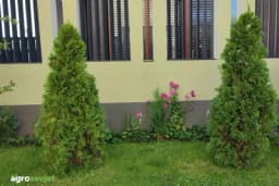 Tuje će biti gušće i zelenije: 5 proljetnih koraka koje preporučuju vrtlari